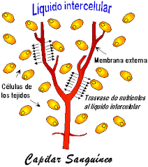 Resultado de imagen de gimolimpo