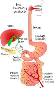 Resultado de imagen de gimolimpo