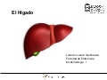 El Hígado - Morfología, Histología y Fisiología 