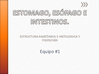 anatomia y fisiologia de esofago estomago e intestinos