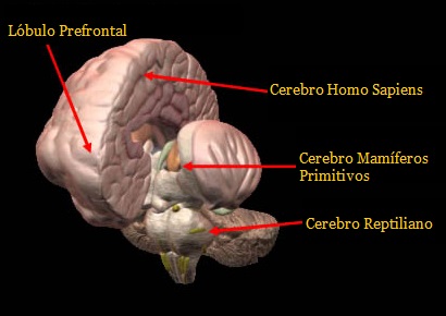 cerebro reptiliano