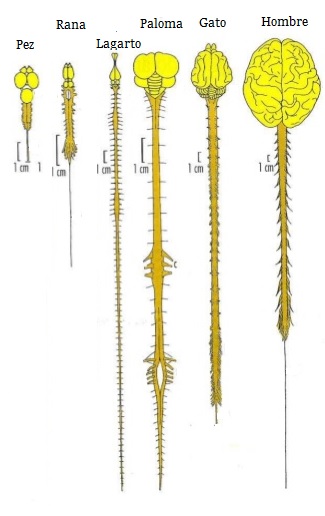 sistema nervioso central especies