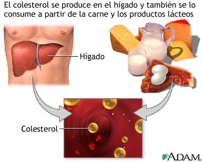 Productores de colesterol