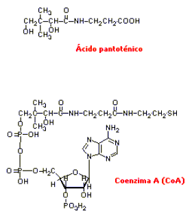 Pantotnico y CoA