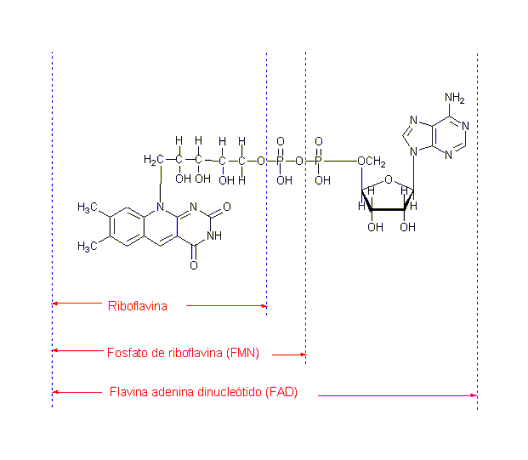 Riboflavina, FMN y FAD