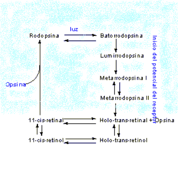 Sntesis rodopsina