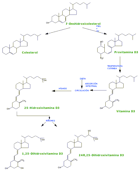 Produccin vitamina D