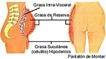 Distribuci�n de la Grasa