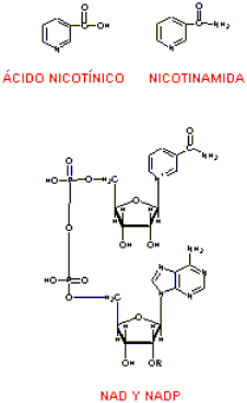 Nicot�nico, nicotiamida, NAD y NADP